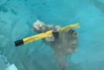 【神戸市立王子動物園】「まずは水の中で抱っこよ」器用に不要な電線カバーを「おもちゃ」にして遊ぶホッキョクグマの姿に癒される人多数（兵庫県）
