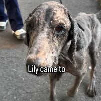 「飼い主から虐待を受けていた犬」1歳なのに見た目はまるで老犬…保護されて心身ともに回復に向かう姿に喜びの声