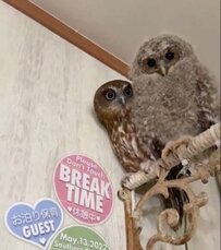 【ヒナを見つめるフクロウ】わたわた羽毛のヒナに困惑するフクロウが愛らしい！