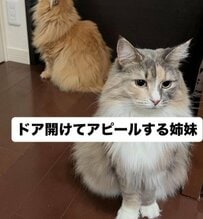 ドアを開けてほしい姉妹猫を隠し撮りすると……「可愛い顔」と「キレ顔」で迫るアピール合戦が勃発