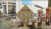 【日陰の庭でも諦めない】多肉植物を北側のスペースにセンス良く植える動画に大反響！    