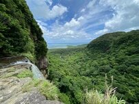 沖縄県・西表島で見つけた「巨大なシロアリの巣」にギョッとしてしまう　「こわ〜い！」