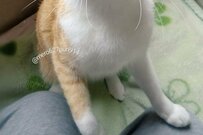 保護猫さん「私をお留守番させる気？」切なすぎる訴えにメロメロ