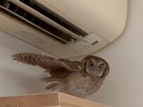 【エアコンとフクロウ】エアコンの涼しさを堪能！？羽を大きく広げて風を感じるフクロウが可愛い！