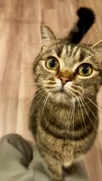 上目遣いでオヤツをおねだりする猫　その後『余韻に浸る様子』に悶絶！