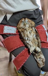 【気持ちよさそうなフクロウ】飼い主の膝の上で“爪切り”してもらった後の様子が可愛すぎる！