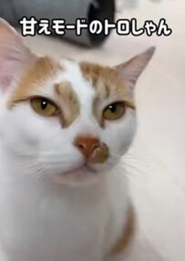 「癒やされます」飼い主さんにとろんとしたおねむ顔で甘える猫ちゃん、メロメロになるSNSユーザー続出