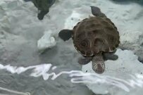 「回収されるカメ」意外な物に吸い込まれる光景に約2万いいね　「なんて素直な子達」