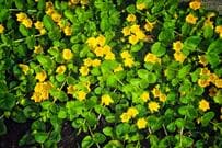 【夏ガーデンの雑草対策にも】おしゃれな花が咲く《多年草のグランドカバープランツ》5選