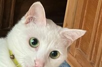 ぷるぷるの唇…？白猫さんの姿に爆笑の声「しゃくれてる！？」