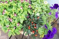 2025年「プランターに植えてよかった！」夏～秋の玄関先を彩った《暑さと西日に強い植物》5選