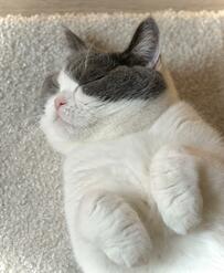 幸せそうに眠る猫さん　眠る前に「わざわざとった行動」にホッコリ「見てるニャ？」