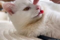 「舌出てるよ」「ありがとニャ」元捨て猫さんの大サービスに反響