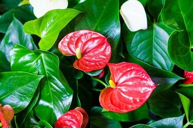 南国風の観葉植物8選】ハワイアンインテリアにおすすめ！リゾート気分