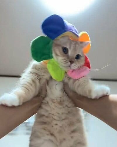 カラフルなお花のコスチュームが可愛い