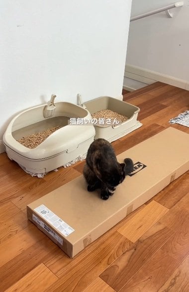変身前の猫用トイレ