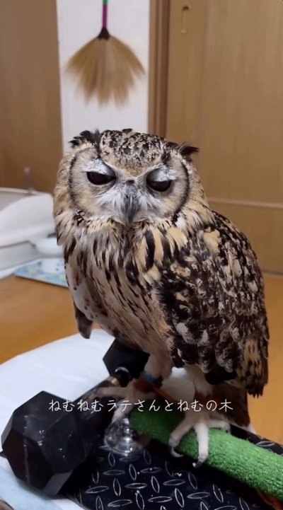 投稿動画のワンシーン