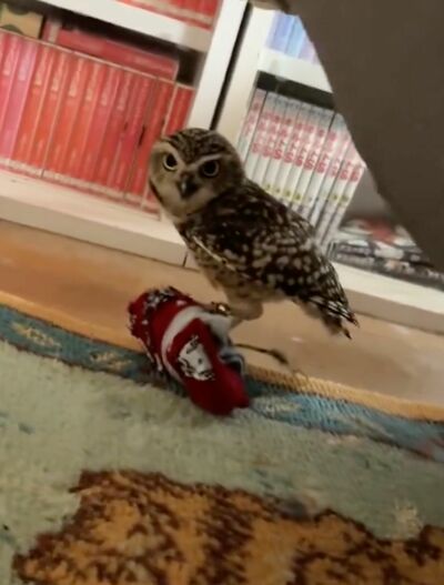 投稿動画のワンシーン