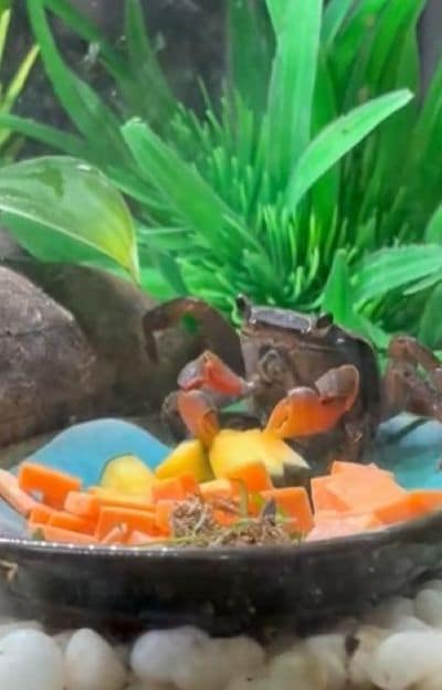 野菜が好きなようです