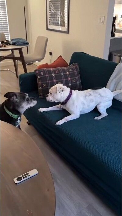新しい家族と暮らすキューティップ