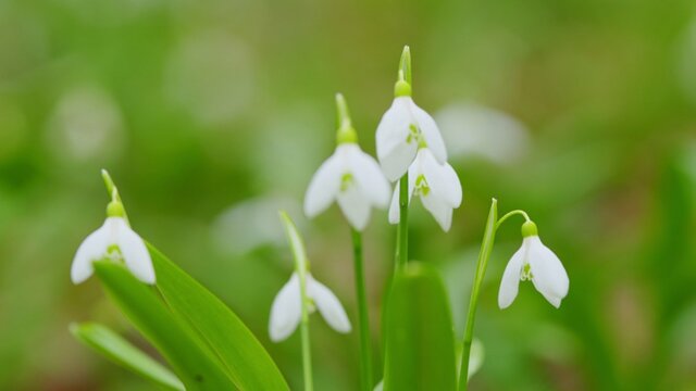 【日陰の庭に植えっぱなし】寒さに強い多年草9選！毎年早春に咲く花＆美しい常緑カラーリーフ