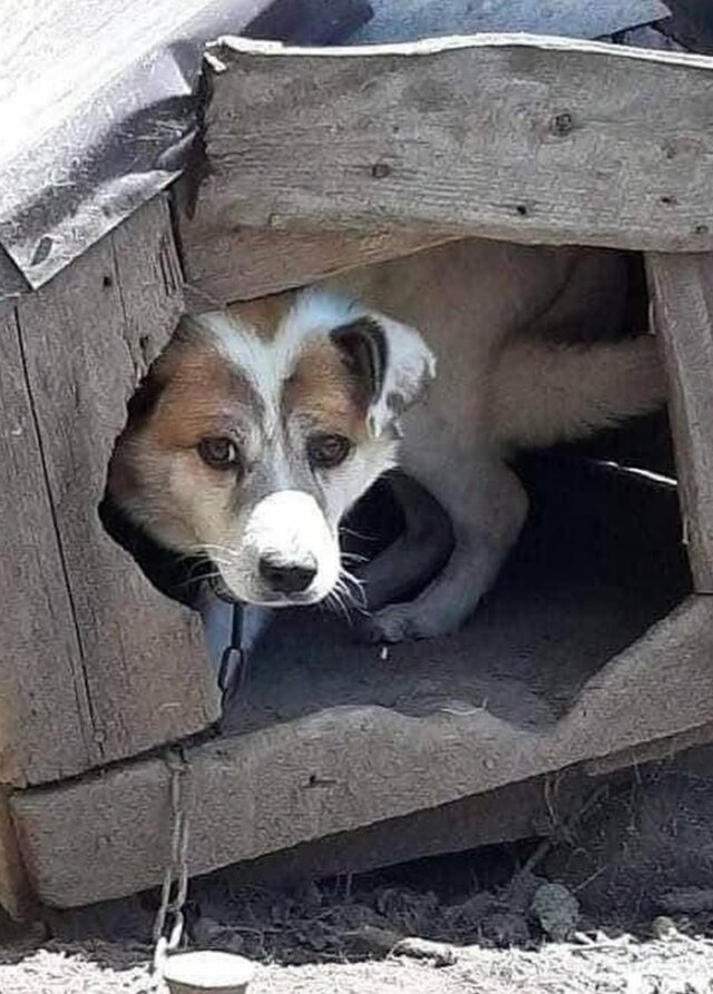 鎖に繋がれ、10年以上過酷な人生を送った老犬　幸せな余生を与えた女性に「尊敬します！」と称賛
