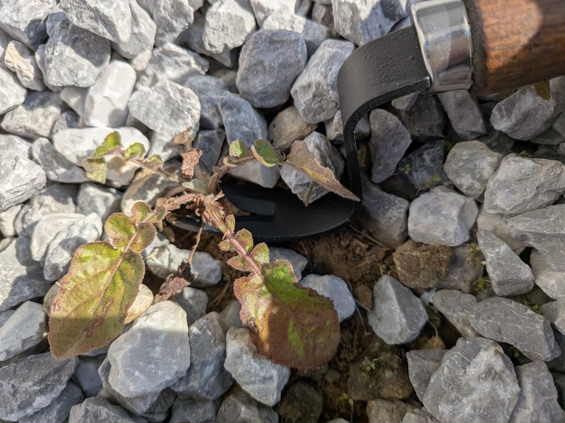 セリア　草抜き