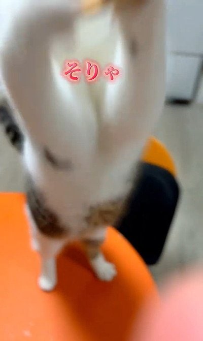 出所:@nikoandkotatorowasabi