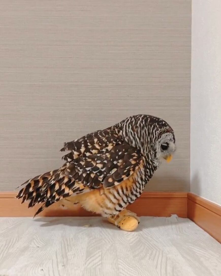 出所：@kanata_akas