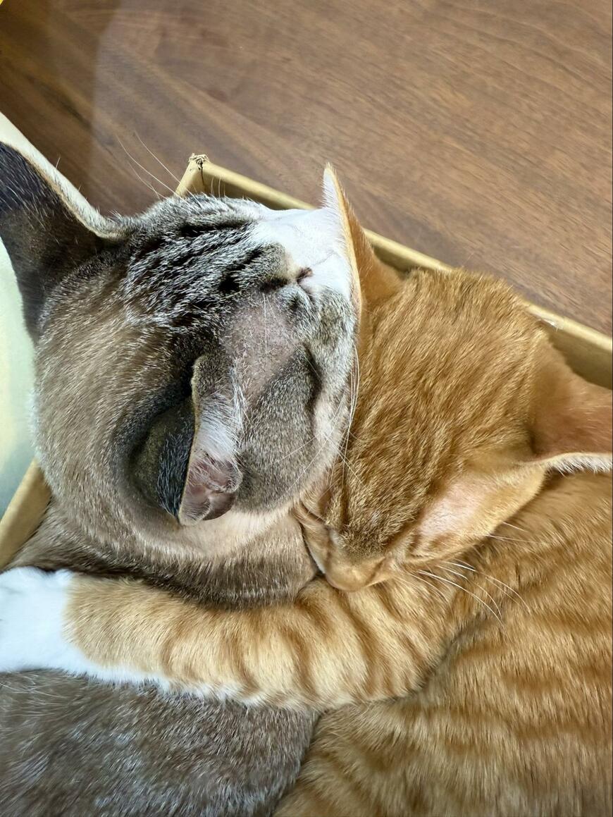 出所：@omochi_nam01