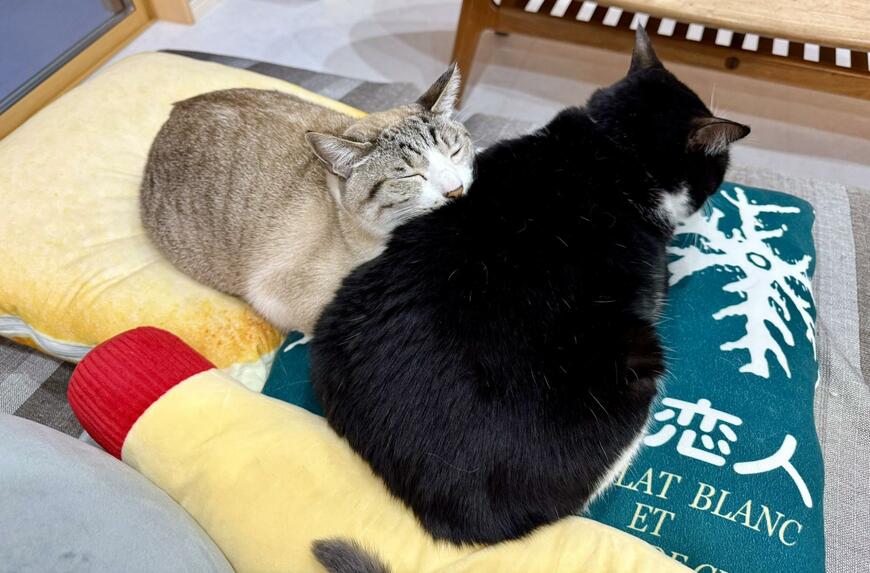 【癒やし】「猫が猫吸い」可愛いしかない　多頭飼いでしか見られないほっこりショットにXユーザー悶絶