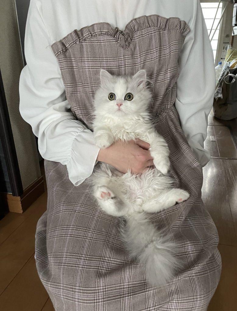 出所：@NEKOLAND13