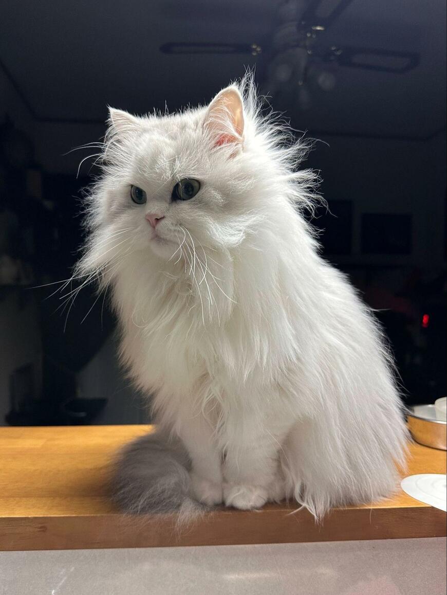 出所：@NEKOLAND13