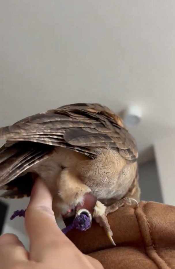 出所：@purinon2929k