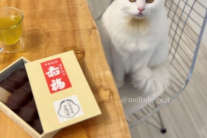 瞳がキラキラすぎる…お菓子の前で佇む元保護猫さんの表情に反響