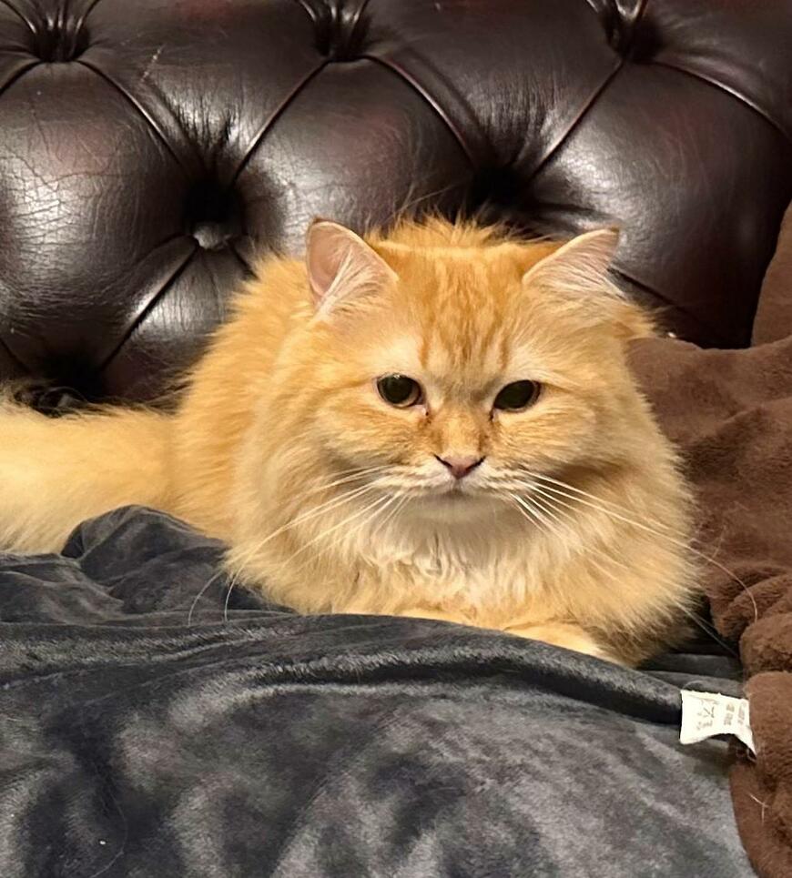 出所：@NEKOLAND13