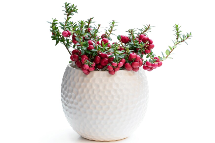 Elena Zajchikova/shutterstock.com