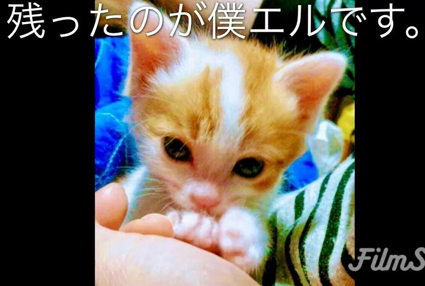 レジ袋に入れ捨てられていた子猫　家族になり10年後の姿に感涙「こんなに成長したよ」