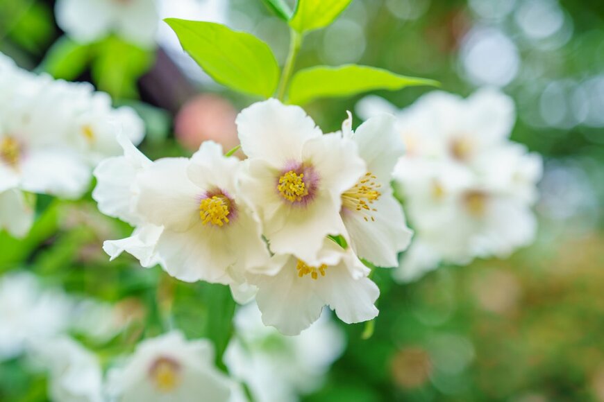 monstrose/Shutterstock.com