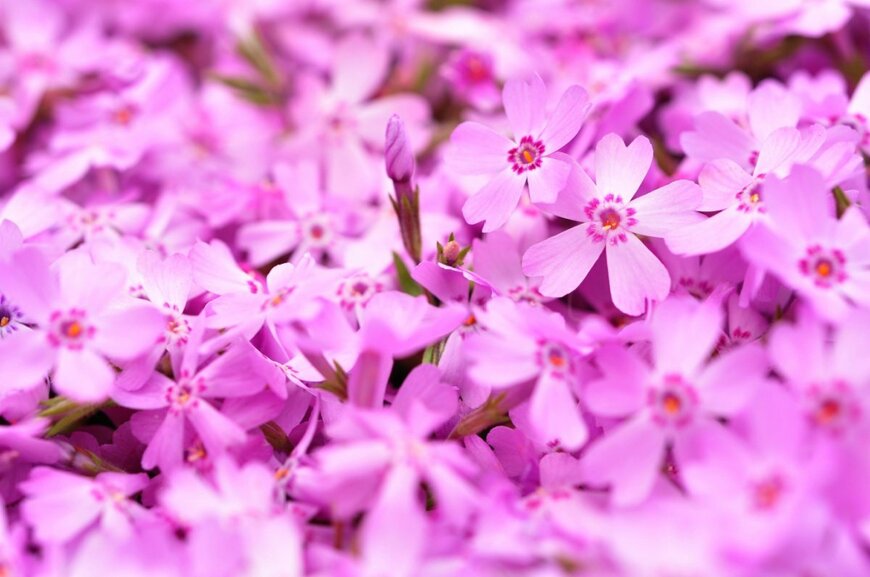 【庭でお花見！】狭い庭でも植えっぱなしOK！毎年春に〈桜に似た花〉が咲く多年草＆低木5選