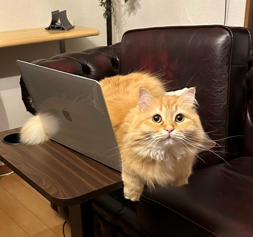 出所：@NEKOLAND13