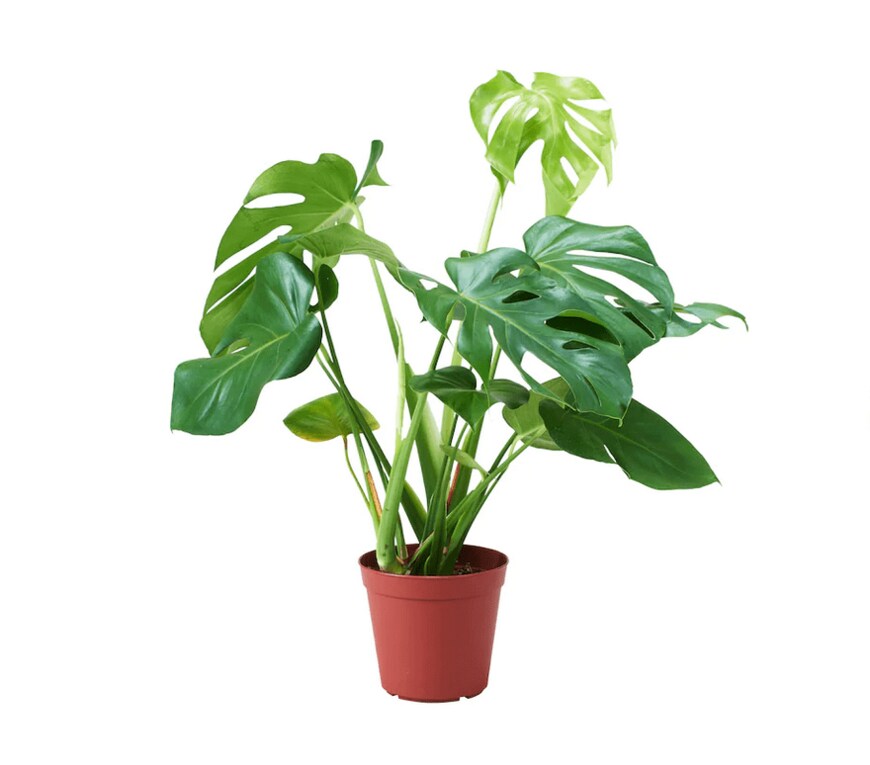 画像出典：イケア公式