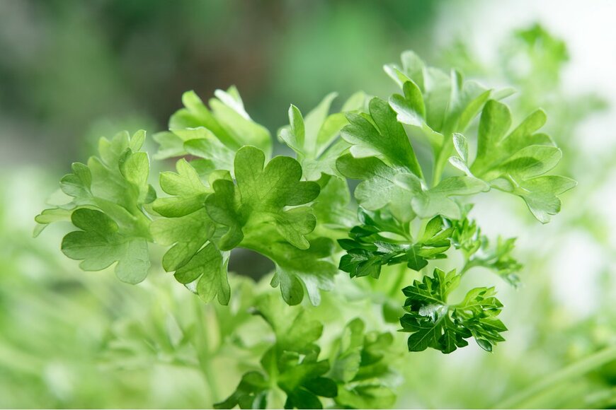 Slawomir Fajer/Shutterstock.com