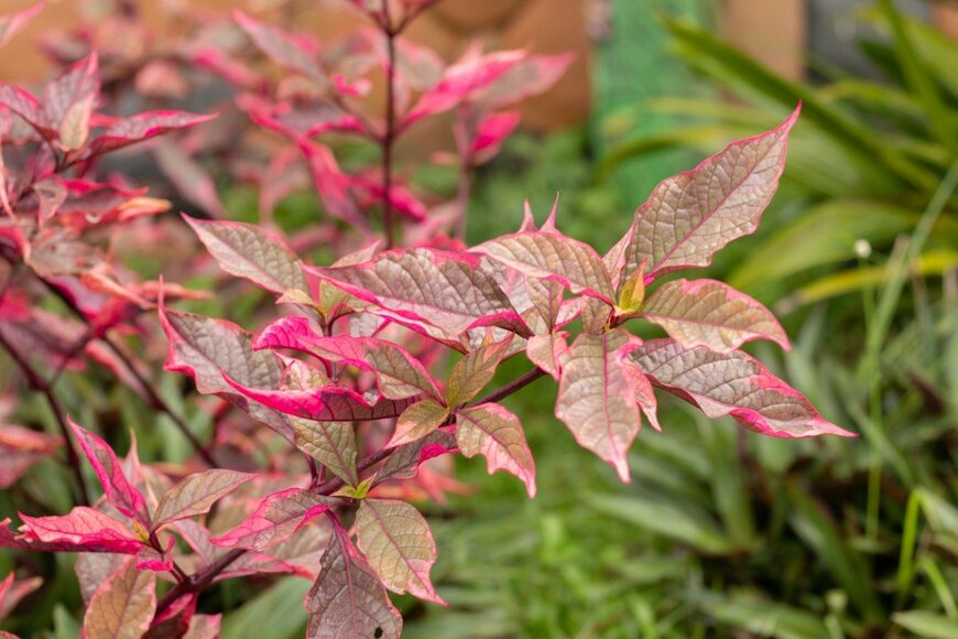 Photos Abeja/istockphoto.com