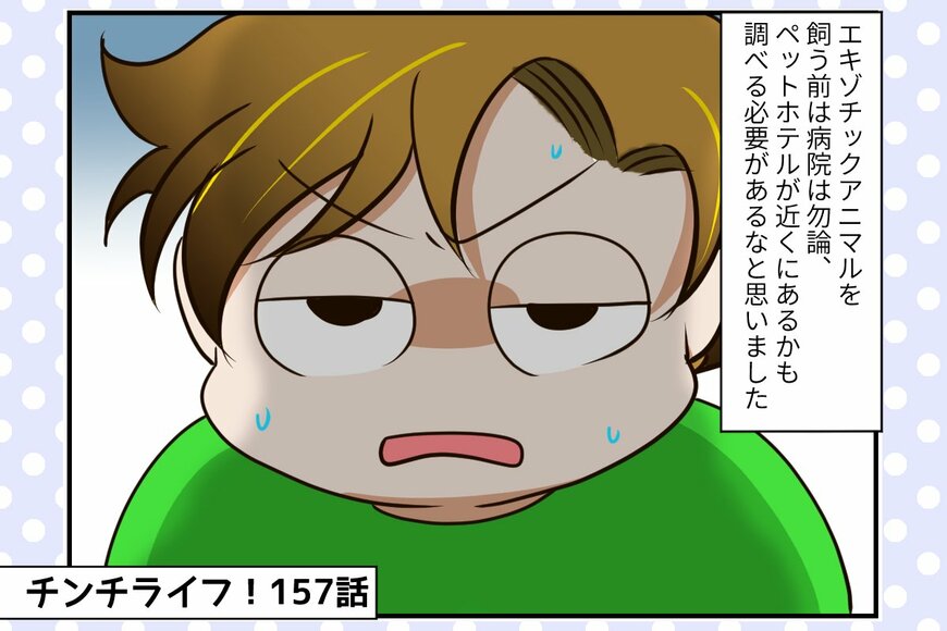 【チンチライフ第157話】チンチラたちを預けられる施設がない？祭さんが思いついた「初体験」とは