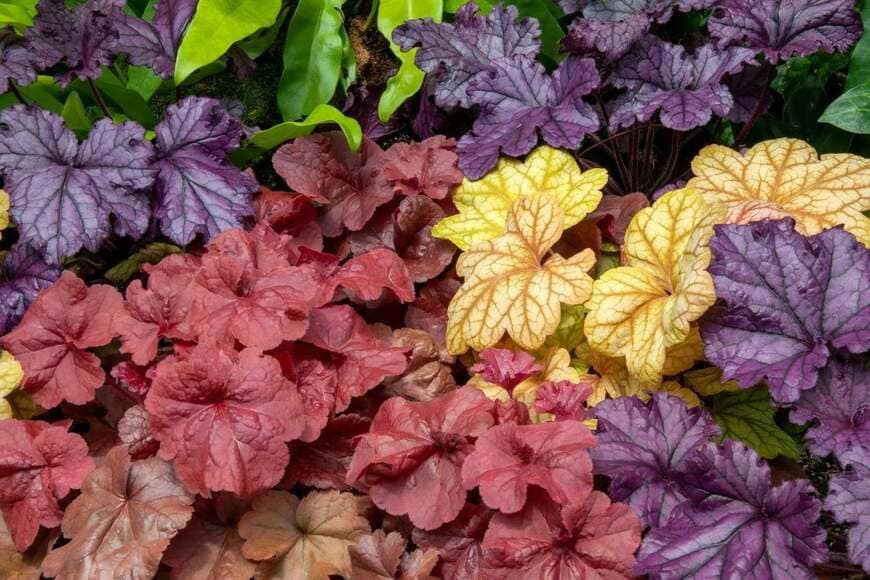 【お金をかけない庭づくり】日陰の庭に植えっぱなし！一年中おしゃれな《常緑カラーリーフ》10選