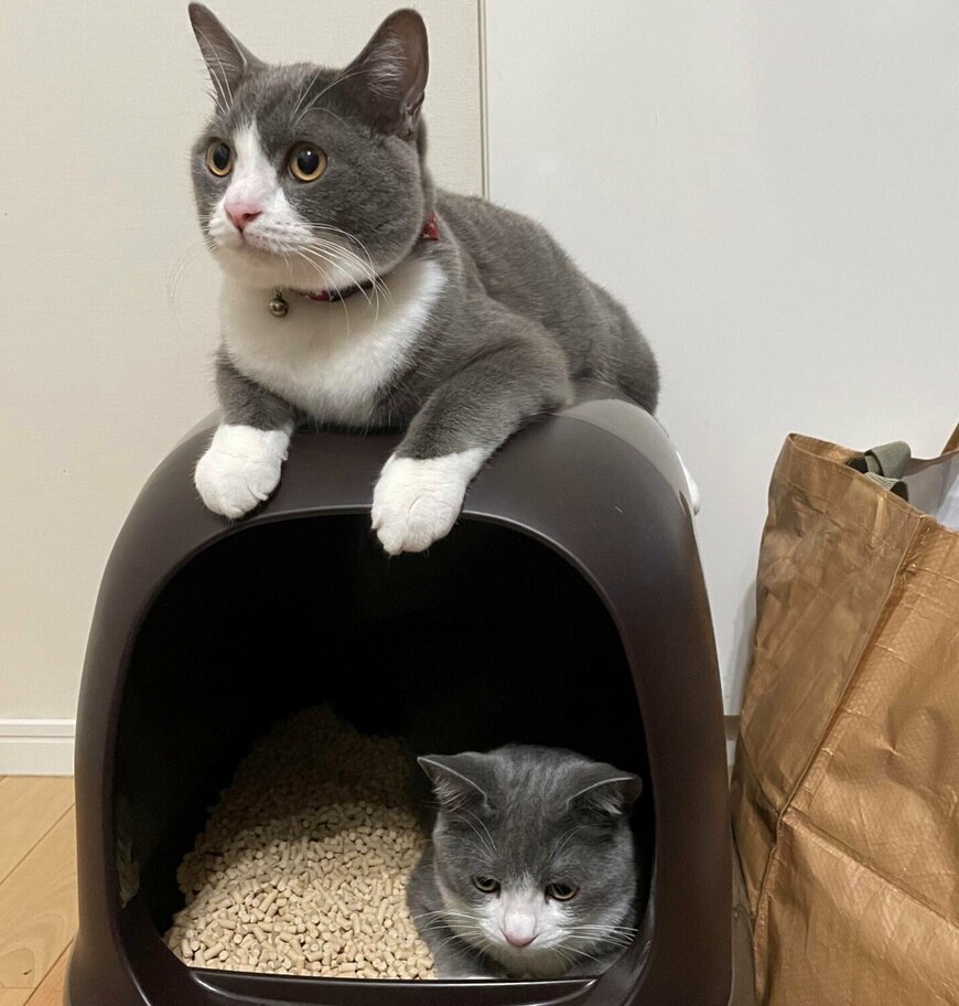 出所：@neko_wagaya