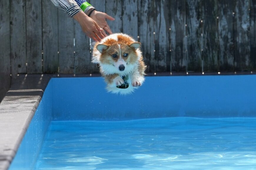 出所：@corgi_lucy_k