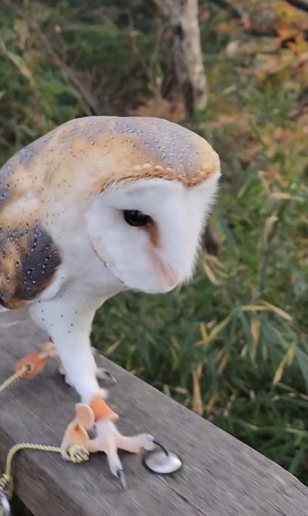 【エッホエッホ】手すりの上をトコトコ歩くフクロウさん　飼い主さんへの愛が伝わる行動に癒される