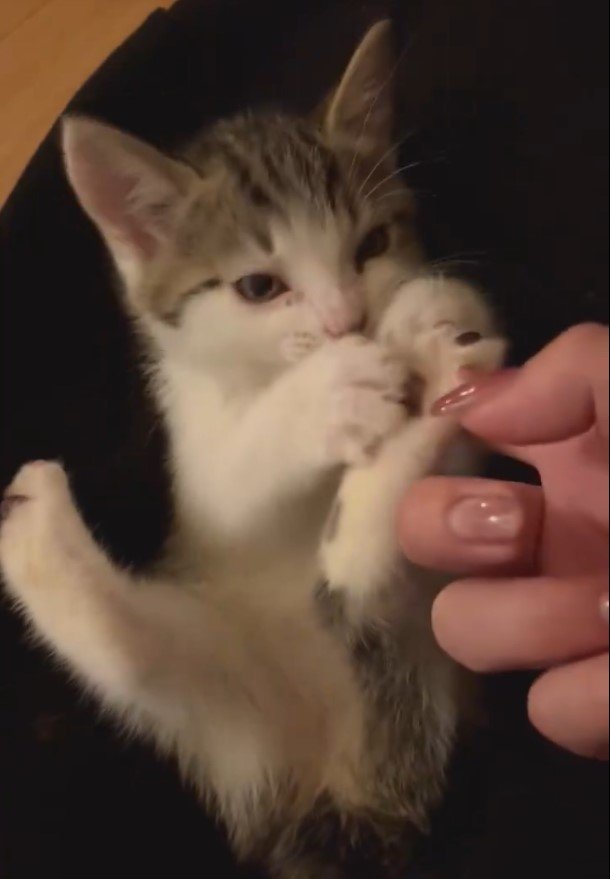 出所：@kirishimaxavi